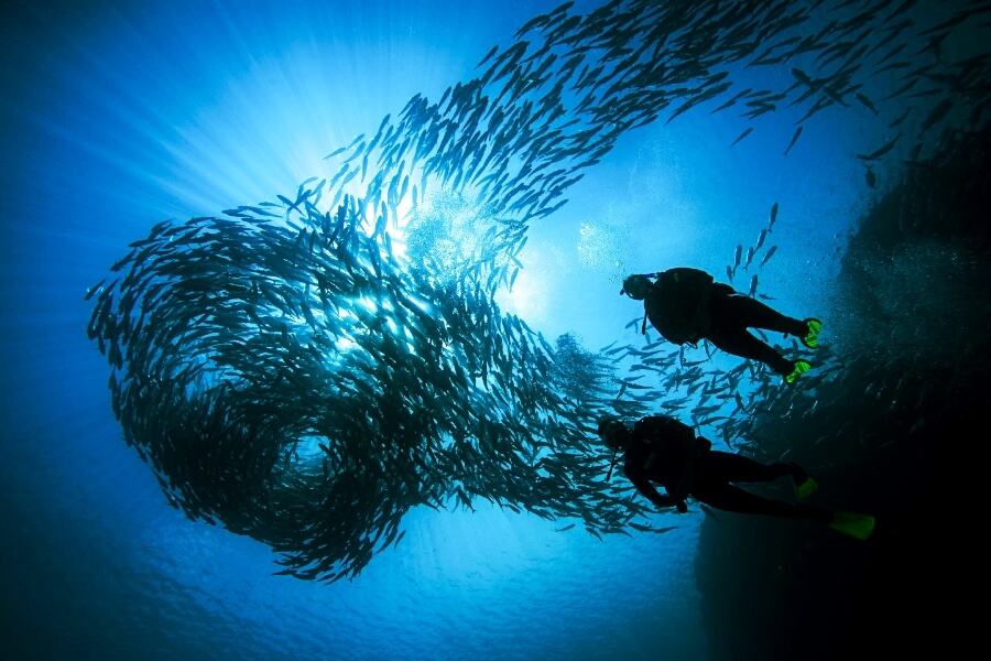 水中で魚群と泳ぐ2人組の写真